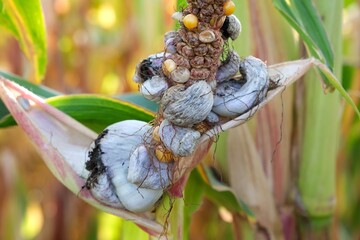 Close up of Corn smut - plant disease caused by pathogenic fungus Mycosarcoma maydis. In Mexico, it is considered a delicacy, called huitlacoche.