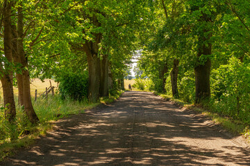 Forest rural road surrounded by trees in summer   Wiejska leśna droga otoczona drzewami letnią porą © Adrian White