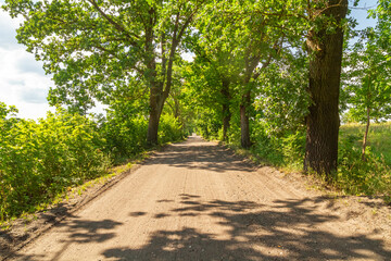 Forest rural road surrounded by trees in summer | Wiejska leśna droga otoczona drzewami letnią...