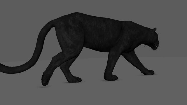 Black puma slowly walking across the frame on black screen