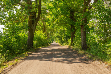 Forest rural road surrounded by trees in summer | Wiejska leśna droga otoczona drzewami letnią porą