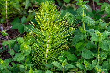 Equisetum arvense pertenece a la familia Equisetaceae.