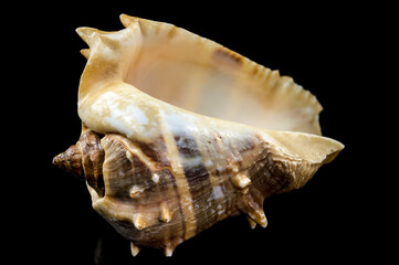 Melongena bispinosa Seashell on a black background
