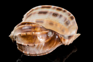 Harpa articularis Seashell on a black background