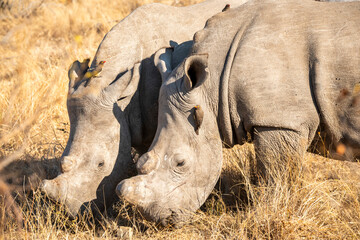rhinoceros on safari in the Kruger Park South Africa