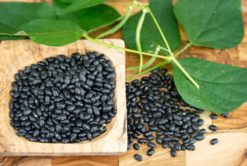 Die schwarze Bohne  black turtle Phaseolus vulgaris