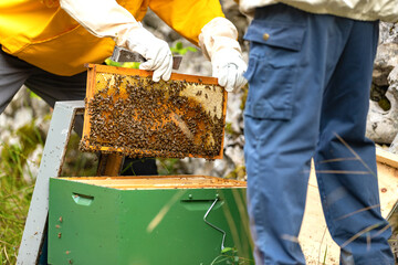 Work at the apiary. Care of honey bees. Beekeeping. Inside the hive.