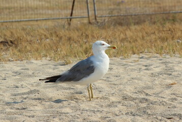 A seagull on a sandy beach