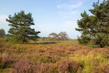 Heathland in National Park Maasduinen in the Netherlands