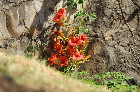 Chinese trumpet creeper flower (Campis grandiflora)