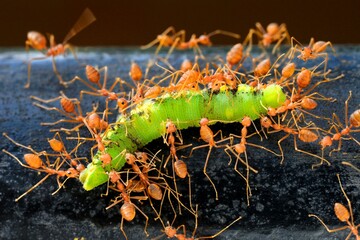 Weaver ants, green ants, Oecophylla smaragdina, workers carrying dead larvae of lepidoptera