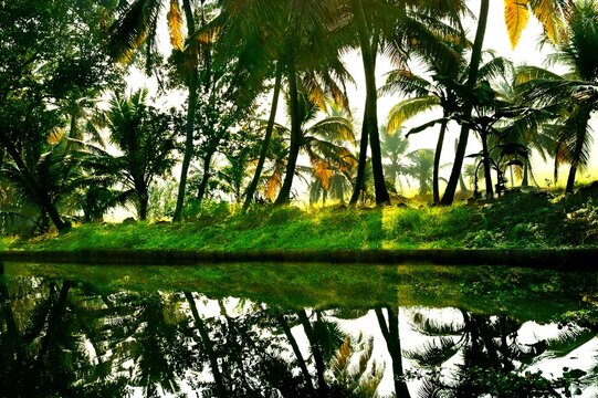 Backwater landscape, paddy fields, palm trees, Kumarakom, Kottayam, Kerala, India, Asia