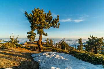 A tree is standing in the snow on a hill
