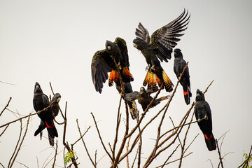 Red-tailed black cockatoo bird, Calyptorhynchus banksii, native Australia Australian parrot, flock...