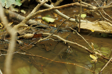 A frog in a creek and brunches at the midday