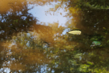 Reflection of trees on a puddle and a leaf on it