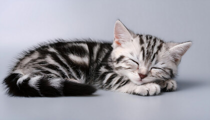 sleeping american shorthair kitten