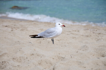 Möwe an Sandstrand mit Meer im Hintergrund