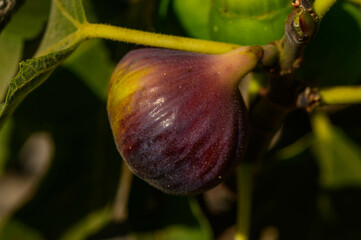 Bunches of green figs hang on the tree. Immature organic fig on branch on tree. Selective focus.
