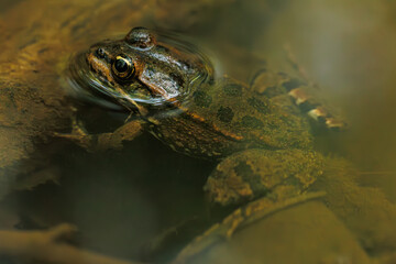 A macro of a brown striped frog in a creek