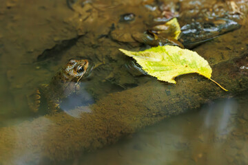 A closeup of a brown striped frog and a yellowish leaf in a creek