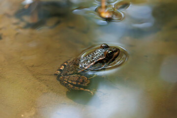 A closeup of a brown striped frog and a leaf in a pond