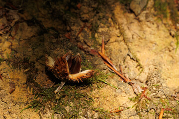 A close up of a beech nut on the ground