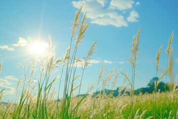 Tall Grass Blades Reaching Towards the Sunlit Sky