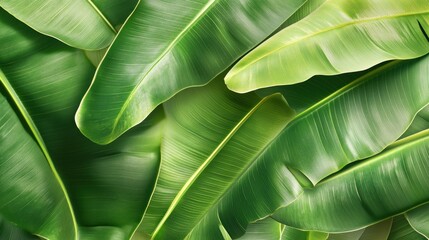 Obraz premium Tropical Green Leaves Pattern