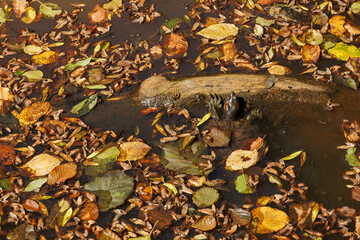 A turtle in a lake covered with autumn leaves