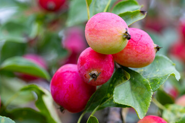 Small red apples on a branch. Picking apples. Satchels on a tree branch. Harvesting. Autumn. The apple orchard.