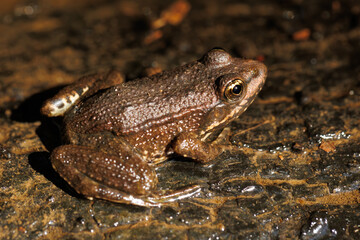 A closeup of a brown frog in a pond