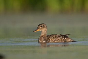 Kaczka krakwa pływająca po wodach jeziora © M