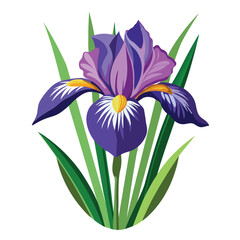 Irish blue-purple flowers, dark purple, purplish-black, straight leaves, light green to dark, beautiful on a white background.