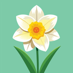 Daffodils are yellowish-white with beautiful straight leaves. blue-green background