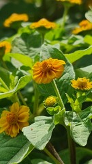yellow flowers in the garden