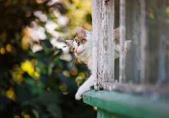 a small curious kitten walks on the window of a village house in the garden on a summer sunny day and looks at a flying wasp © nataba