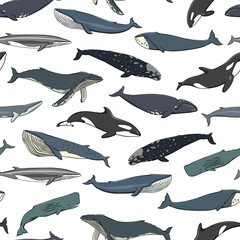 Vector seamless pattern with hand drawn whales. Beautiful ink drawing, heavy contour. Perfect design elements, marine animal illustration