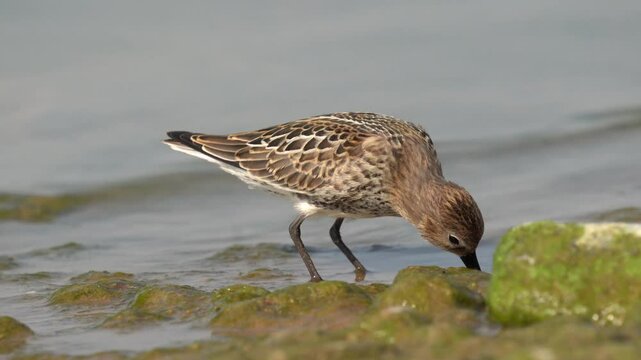 A small sandpiper runs along the shore. Filming in motion, close-up. The dunlin (Calidris alpina) is a small wader in the genus Calidris.