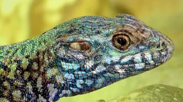 animation of a family of lizards