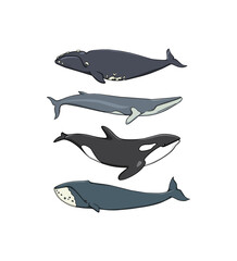Vector illustration of hand drawn whales. Beautiful ink drawing, heavy contour. Perfect design elements, marine animal illustration