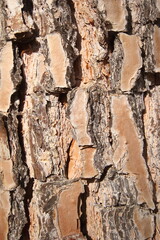 close up of bark texture pine tree