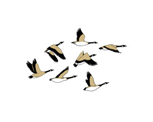 Vector card with hand drawn flock of flying wild geese. Beautiful animal design elements, ink drawing.