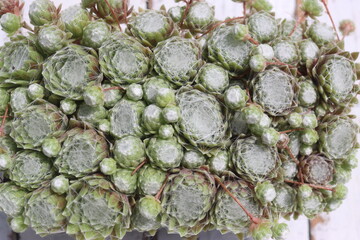 rojnik pajęczynowaty Sempervivum arachnoideum