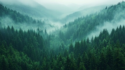 Misty green mountains with dense coniferous forests under a foggy sky in the early morning light
