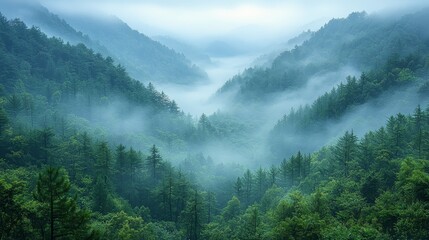 Misty valley landscape with dense forests and rolling fog in the early morning light