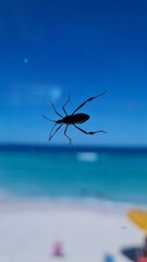 spider on the beach
