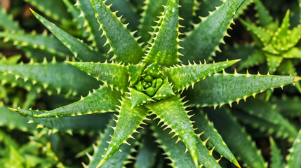 Fototapeta premium Aloe vera plant close-up