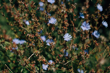 Chicory. beautiful meadow flower. Blue common chicory flower