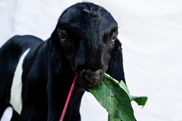 closeup of young goat with black fur eating cassava leaves in its mouth front view isolated white